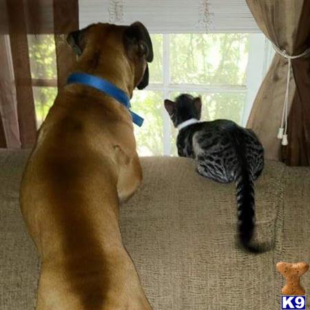 No1greatdane15 Picture 2